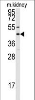 GJA8 / CX50 / Connexin 50 Antibody - Western blot of anti-GJA8 Antibody in mouse kidney tissue lysates (35 ug/lane). GJA8 (arrow) was detected using the purified antibody.