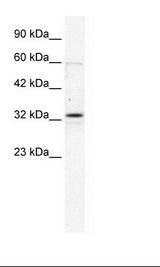 GJB1 / CX32 / Connexin 32 Antibody - Jurkat Cell Lysate.  This image was taken for the unconjugated form of this product. Other forms have not been tested.