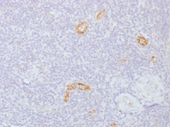 GJB1 / CX32 / Connexin 32 Antibody - IHC testing of FFPE human tonsil with Connexin 32 antibody (clone GJB1/1753). Required HIER: boil tissue sections in 10mM citrate buffer, pH 6, for 10-20 min.