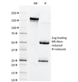 GJB1 / CX32 / Connexin 32 Antibody - SDS-PAGE Analysis of Purified, BSA-Free Connexin 32 Antibody (clone M12.13). Confirmation of Integrity and Purity of the Antibody.