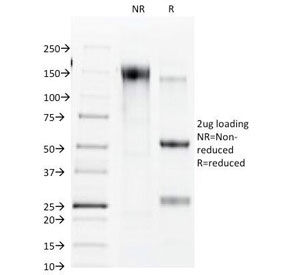 GJB1 / CX32 / Connexin 32 Antibody - SDS-PAGE Analysis of Purified, BSA-Free Connexin 32 Antibody (clone R5.21C). Confirmation of Integrity and Purity of the Antibody.