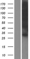 GJB1 / CX32 / Connexin 32 Protein - Western validation with an anti-DDK antibody * L: Control HEK293 lysate R: Over-expression lysate