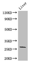 GJB2 / CX26 / Connexin 26 Antibody - Positive WB detected in:Mouse liver tissue;All lanes: GJB2 antibody at 3ug/ml;Secondary;Goat polyclonal to rabbit IgG at 1/50000 dilution;Predicted band size: 27 kDa;Observed band size: 27 kDa;
