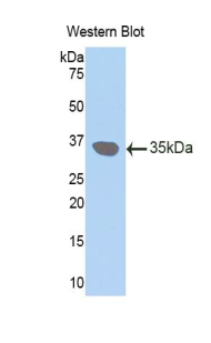 GJB3 / CX31 / Connexin 31 Antibody - Western blot of recombinant GJB3 / CX31 / Connexin 31.  This image was taken for the unconjugated form of this product. Other forms have not been tested.