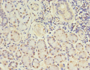 GJB5 / CX30.1 / Connexin 31.1 Antibody - Immunohistochemistry of paraffin-embedded human pancreatic tissue using GJB5 Antibody at dilution of 1:100