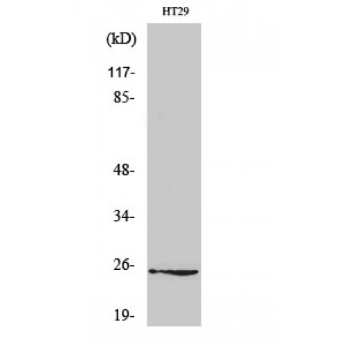 GJB7 / CX25 / Connexin 25 Antibody - Western blot of Connexin 25 antibody