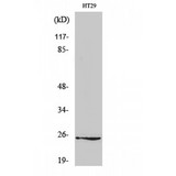 GJB7 / CX25 / Connexin 25 Antibody - Western blot of Connexin 25 antibody