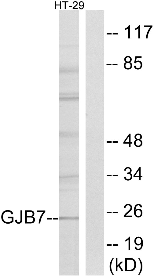 GJB7 / CX25 / Connexin 25 Antibody - Western blot analysis of lysates from HT-29 cells, using GJB7 Antibody. The lane on the right is blocked with the synthesized peptide.