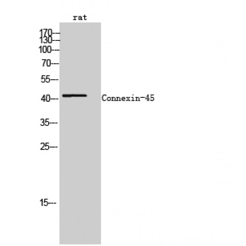 GJC1 / CX45 / Connexin 45 Antibody - Western blot of Connexin-45 antibody