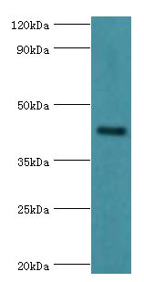 GJC1 / CX45 / Connexin 45 Antibody - Western blot. All lanes: Gap junction gamma-1 protein antibody at 6 ug/ml+293T whole cell lysate. Secondary antibody: Goat polyclonal to rabbit at 1:10000 dilution. Predicted band size: 45 kDa. Observed band size: 45 kDa.