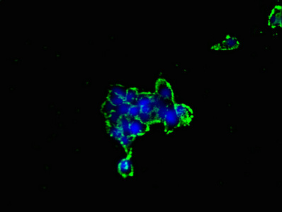 GJC1 / CX45 / Connexin 45 Antibody - Immunofluorescent analysis of 293 cells using GJC1 Antibody at dilution of 1:100 and Alexa Fluor 488-congugated AffiniPure Goat Anti-Rabbit IgG(H+L)