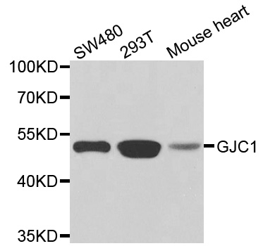 GJC1 / CX45 / Connexin 45 Antibody - Western blot analysis of extracts of various cell lines.