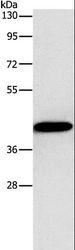 GJC1 / CX45 / Connexin 45 Antibody - Western blot analysis of MCF7 cell, using GJC1 Polyclonal Antibody at dilution of 1:1250.