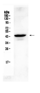 GJC1 / CX45 / Connexin 45 Antibody - Western blot - Anti-Connexin 45/GJA7 Picoband Antibody