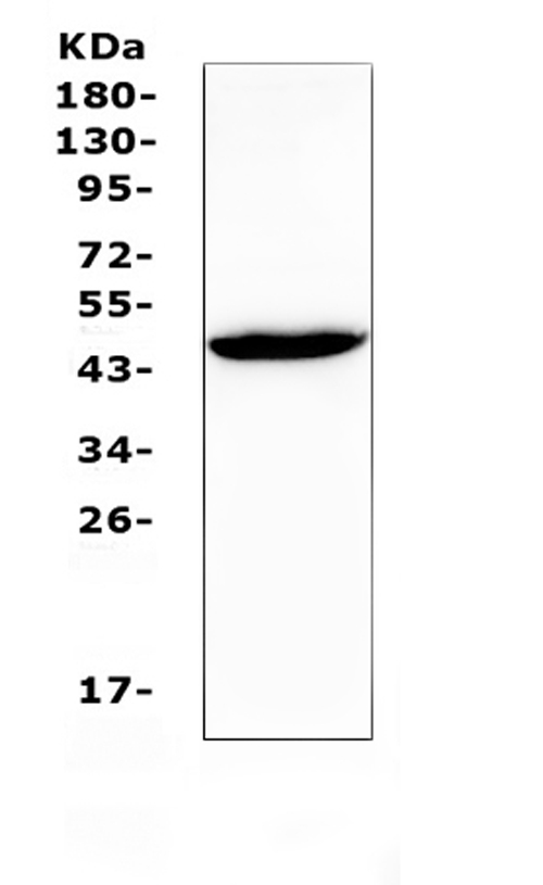 GJC1 / CX45 / Connexin 45 Antibody - Western blot analysis of Connexin 45/GJA7 using anti-Connexin 45/GJA7 antibody. Electrophoresis was performed on a 5-20% SDS-PAGE gel at 70V (Stacking gel) / 90V (Resolving gel) for 2-3 hours. The sample well of each lane was loaded with 50ug of sample under reducing conditions. Lane 1: rat testis tissue lysates. After Electrophoresis, proteins were transferred to a Nitrocellulose membrane at 150mA for 50-90 minutes. Blocked the membrane with 5% Non-fat Milk/ TBS for 1.5 hour at RT. The membrane was incubated with rabbit anti-Connexin 45/GJA7 antigen affinity purified polyclonal antibody at 0.5 µg/mL overnight at 4°C, then washed with TBS-0.1% Tween 3 times with 5 minutes each and probed with a goat anti-rabbit IgG-HRP secondary antibody at a dilution of 1:10000 for 1.5 hour at RT. The signal is developed using an Enhanced Chemiluminescent detection (ECL) kit with Tanon 5200 system. A specific band was detected for Connexin 45/GJA7 at approximately 45KD. The expected band size for Connexin 45/GJA7 is at 45KD.