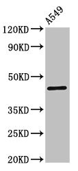 GJC1 / CX45 / Connexin 45 Antibody - Western Blot Positive WB detected in:A549 whole cell lysate All Lanes:GJC1 antibody at 3µg/ml Secondary Goat polyclonal to rabbit IgG at 1/50000 dilution Predicted band size: 46 KDa Observed band size: 46 KDa