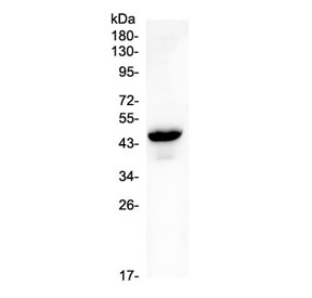 GJC1 / CX45 / Connexin 45 Antibody - Western blot testing of rat testis lysate with GJC1 antibody at 0.5ug/ml. Predicted molecular weight ~45 kDa.