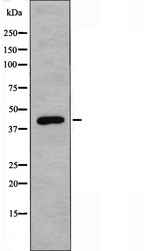 GJC1 / CX45 / Connexin 45 Antibody - Western blot analysis of extracts of HepG2 cells using GJC1 antibody.