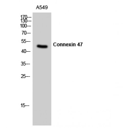 GJC2 Antibody - Western blot of Connexin 47 antibody