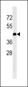 GJC2 Antibody - GJC2 Antibody western blot of A549 cell line lysates (35 ug/lane). The GJC2 antibody detected the GJC2 protein (arrow).