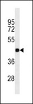 GJC2 Antibody - GJC2 Antibody western blot of A549 cell line lysates (35 ug/lane). The GJC2 antibody detected the GJC2 protein (arrow).
