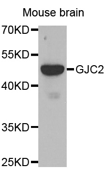 GJC2 Antibody - Western blot analysis of extracts of Mouse brain tissue.