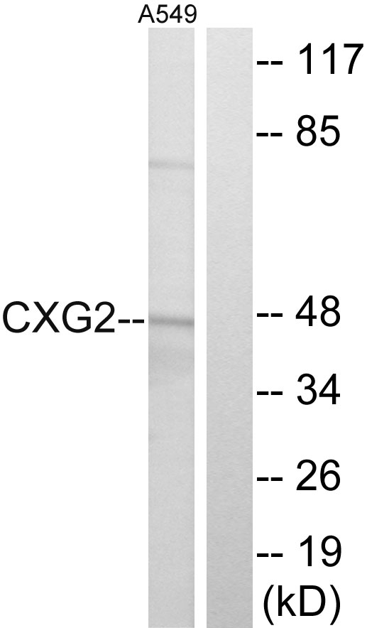 GJC2 Antibody - Western blot analysis of lysates from A549 cells, using CXG2 Antibody. The lane on the right is blocked with the synthesized peptide.
