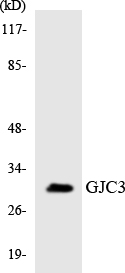 GJC3 / GJE1 Antibody - Western blot analysis of the lysates from K562 cells using GJC3 antibody.