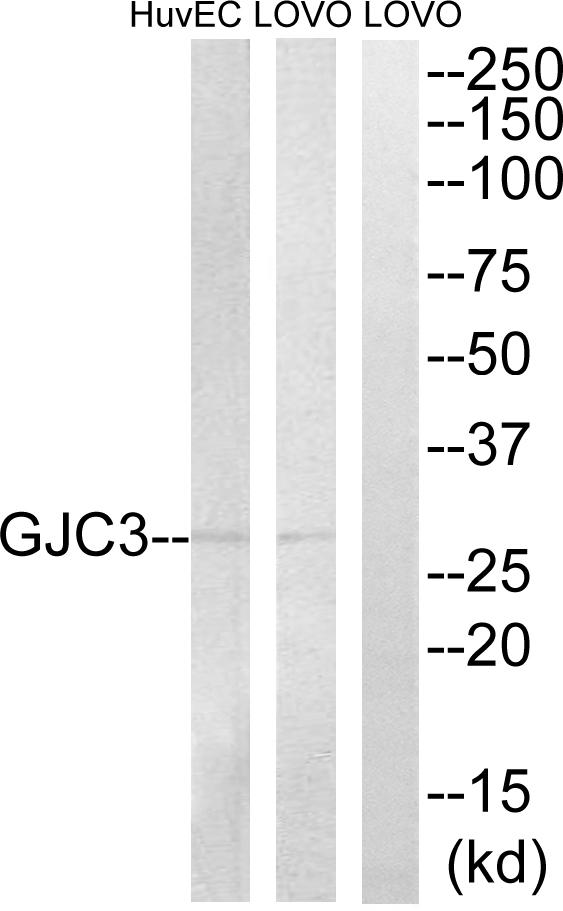 GJC3 / GJE1 Antibody - Western blot analysis of extracts from LOVO and HuvEc cells, using GJC3 antibody.