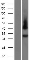 GJC3 / GJE1 Protein - Western validation with an anti-DDK antibody * L: Control HEK293 lysate R: Over-expression lysate