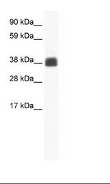 GJD2 / CX36 / Connexin 36 Antibody - Fetal Skeletal Muscle Lysate.  This image was taken for the unconjugated form of this product. Other forms have not been tested.