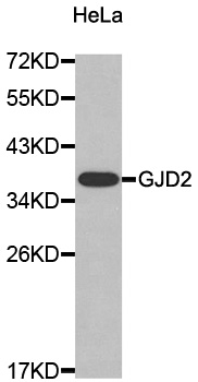 GJD2 / CX36 / Connexin 36 Antibody - Western blot analysis of extracts of HeLa cell line, using GJD2 antibody.