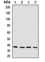 GJD2 / CX36 / Connexin 36 Antibody