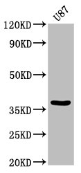 GJD2 / CX36 / Connexin 36 Antibody - Positive Western Blot detected in U87 whole cell lysate. All lanes: GJD2 antibody at 3.2 µg/ml Secondary Goat polyclonal to rabbit IgG at 1/50000 dilution. Predicted band size: 37 KDa. Observed band size: 37 KDa