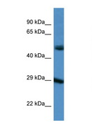 GJD3 / CX31.9 / Connexin 3.9 Antibody - GJD3 antibody Western blot of 293T Cell lysate. Antibody concentration 1 ug/ml.  This image was taken for the unconjugated form of this product. Other forms have not been tested.