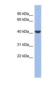 GJD4 / CX40.1 / Connexin 40.1 Antibody - GJD4 / CX40.1 antibody Western blot of PANC1 cell lysate. This image was taken for the unconjugated form of this product. Other forms have not been tested.