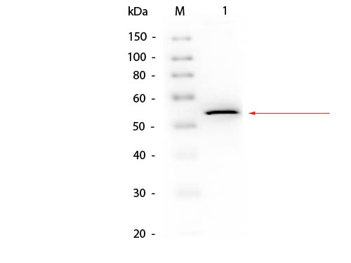 GK / Glycerol Kinase Antibody - Western Blot of Goat anti-Glycerol Kinase Antibody Biotin Conjugated. Lane 1: Glycerol Kinase. Load: 50 ng per lane. Primary antibody: Glycerol Kinase Antibody Biotin Conjugated at 1:1000 overnight at 4°C. Secondary antibody: HRP Streptavidin secondary antibody at 1:40,000 for 30 min at RT. Block: MB-070 for 30 min at RT. Predicted/Observed size: 55 kDa, 55 kDa for Glycerol Kinase.