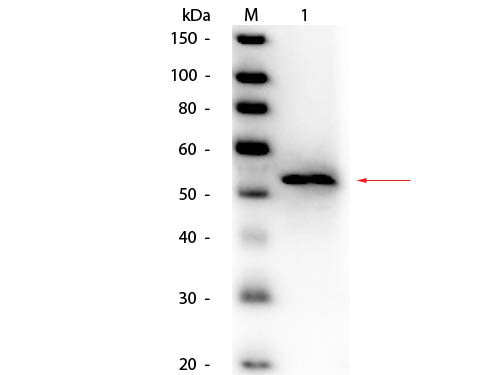GK / Glycerol Kinase Antibody - Western Blot of Goat anti-Glycerol Kinase (Cellulomonas species) Antibody Peroxidase Conjugated. Lane 1: Glycerol Kinase (Cellulomonas species). Load: 50 ng per lane. Primary antibody: Goat anti-Glycerol Kinase (Cellulomonas species) Antibody Peroxidase Conjugated at 1:1,000 overnight at 4°C. Secondary antibody: n/a. Block: MB-070 for 30 minutes at RT. Predicted/Observed size: 55 kDa, 55 kDa for Glycerol Kinase.