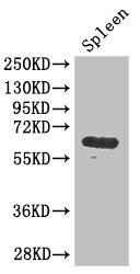 GK / Glycerol Kinase Antibody - Western Blot Positive WB detected in:mouse spleen tissue All Lanes: GK antibody at 3ug/ml Secondary Goat polyclonal to rabbit IgG at 1/50000 dilution Predicted band size: 62,58,61,59 kDa Observed band size: 61 kDa