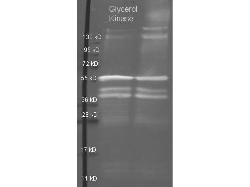 GK / Glycerol Kinase Antibody - Goat anti Glycerol Kinase antibody was used to detect purified Glycerol Kinase under reducing (R) and non-reducing (NR) conditions. Reduced samples of purified protein contained 4% BME and were boiled for 5 minutes. Samples of ~1ug of protein per lane were run by SDS-PAGE. Protein was transferred to nitrocellulose and probed with 1:3000 dilution of primary antibody. Detection shown was using Dylight 488 conjugated Donkey anti goat. Images were collected using the BioRad VersaDoc System.