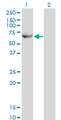 GK2 / Glycerol Kinase 2 Antibody - Western Blot analysis of GK2 expression in transfected 293T cell line by GK2 monoclonal antibody (M04), clone 3G4.Lane 1: GK2 transfected lysate(60.6 KDa).Lane 2: Non-transfected lysate.