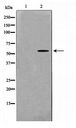 GK2 / Glycerol Kinase 2 Antibody - Western blot of HeLa cell lysate using GK2 Antibody