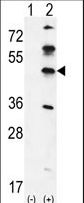 GKAP1 Antibody - Western blot of GKAP1 (arrow) using rabbit polyclonal GKAP1 Antibody. 293 cell lysates (2 ug/lane) either nontransfected (Lane 1) or transiently transfected (Lane 2) with the GKAP1 gene.