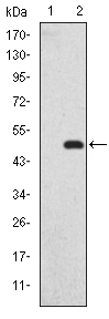 GKAP1 Antibody - Western blot using GKAP monoclonal antibody against HEK293 (1) and GKAP(AA: 490-663)-hIgGFc transfected HEK293 (2) cell lysate.