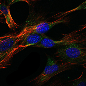 GKAP1 Antibody - Immunofluorescence of NIH/3T3 cells using GKAP mouse monoclonal antibody (green). Blue: DRAQ5 fluorescent DNA dye. Red: Actin filaments have been labeled with Alexa Fluor-555 phalloidin.