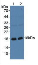 GKN1 / Gastrokine 1 Antibody - Western Blot; Sample: Lane1: Porcine Stomach Tissue; Lane2: Rat Stomach Tissue.
