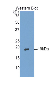 GKN1 / Gastrokine 1 Antibody - Western blot of recombinant GKN1 / Gastrokine 1.  This image was taken for the unconjugated form of this product. Other forms have not been tested.