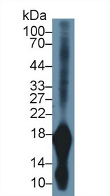 GKN1 / Gastrokine 1 Antibody - Western Blot; Sample: Rat Stomach lysate; Primary Ab: 1µg/ml Rabbit Anti-Mouse GKN1 Antibody Second Ab: 0.2µg/mL HRP-Linked Caprine Anti-Rabbit IgG Polyclonal Antibody