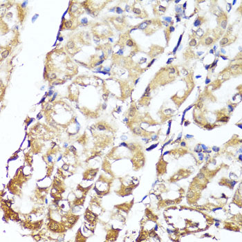 GKN1 / Gastrokine 1 Antibody - Immunohistochemistry of paraffin-embedded human stomach using GKN1 antibody at dilution of 1:150 (40x lens).