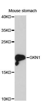 GKN1 / Gastrokine 1 Antibody - Western blot analysis of extracts of mouse stomach, using GKN1 antibody at 1:3000 dilution. The secondary antibody used was an HRP Goat Anti-Rabbit IgG (H+L) at 1:10000 dilution. Lysates were loaded 25ug per lane and 3% nonfat dry milk in TBST was used for blocking. An ECL Kit was used for detection and the exposure time was 90s.